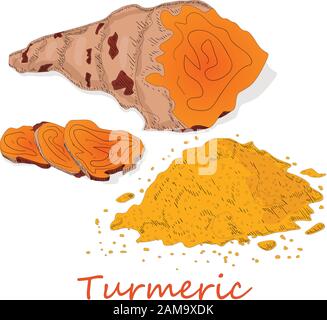 Turmeric (Curcuma longa Linn) powder and root on white background vector illustration. Stock Vector