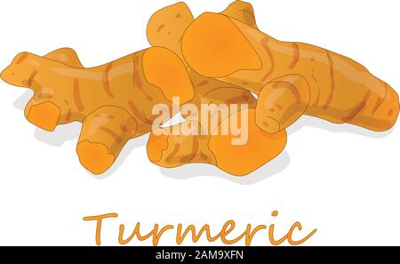 Turmeric (Curcuma longa Linn) powder and root on white background vector illustration. Stock Vector