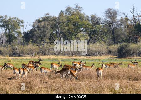 Red Lechwe, Kobus leche, Khwai Private Reserve, Okavango Delta, Botswana. Also known as Southern Lechwe Stock Photo