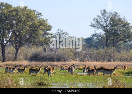 Red Lechwe, Kobus leche, Khwai Private Reserve, Okavango Delta, Botswana. Also known as Southern Lechwe Stock Photo