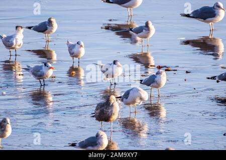 Royal terns and Seagulls resting on the shores of the Pacific Ocean, San Simeon, California Stock Photo