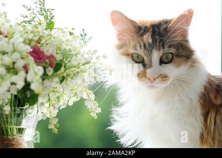 Springtime, domestic fluffy cat and bouquet of spring flowers on window Stock Photo