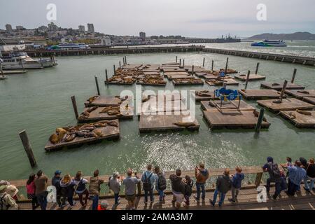 View of sea lions on Pier 39 in Fishermans Wharf, San Francisco, California, United States of America, North America Stock Photo