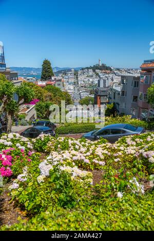 View of cars on Lombard Street and Coit Tower in Background, San Francisco, California, United States of America, North America Stock Photo