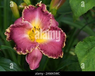 Large raspberry daylily blossoms in the garden. Hemerocallis Spacecoast FANTASTIC FINISH Stock Photo