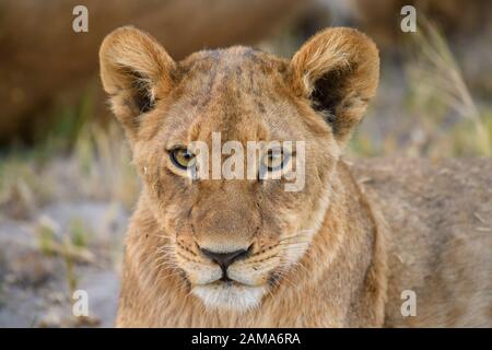 Lion cub, Panthera leo, Okavango Delta, Botswana Stock Photo