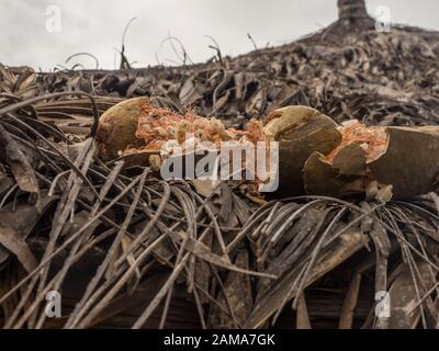 Baobab fruit dries on the roof of an African hut.  Tree of happiness, Senegal. Africa. Stock Photo