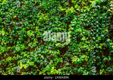 creeping fig plant growing on a wall, tropical climbing plant specie, Vines with many green leaves, nature background Stock Photo