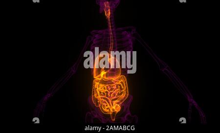 Human Internal Organs Digestive System Anatomy. 3D Stock Photo