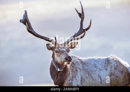 Close up of male Tule elk (Cervus canadensis nannodes) wearing a GPS tracker; Point Reyes National Seashore, Pacific Ocean shoreline, California; Tule Stock Photo