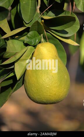 Big yellow pomelo fruit grows / ripes on bush in garden / farm, healthy, fresh organic / bio fruits, big citrus fruit, vegetarian diet. Stock Photo