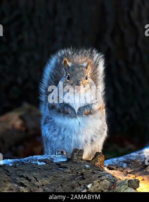 Beautiful fat Grey squirrel posing for me on the forest floor near the Ottawa river in Canada Stock Photo