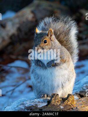 Beautiful fat Grey squirrel posing for me on the forest floor near the Ottawa river in Canada Stock Photo