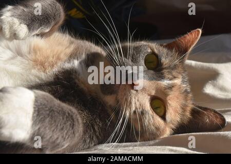 close up of cat face and paws laying on her side looking soppy. half face grey half face ginger Stock Photo