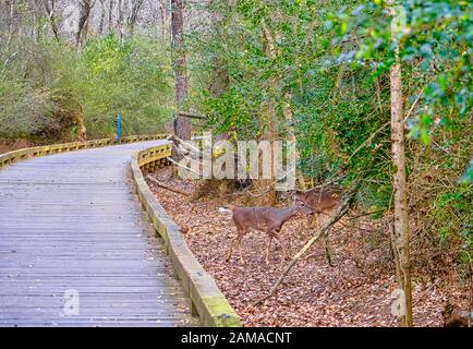 Does by Woodland Trail in Autumn Stock Photo