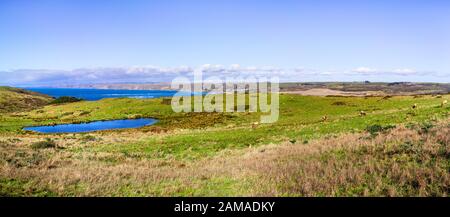 Landscape in Point Reyes National Seashore with Tule Elks grazing on the grasslands close to a pond; The Pacific Ocean visible in the background; Cali Stock Photo