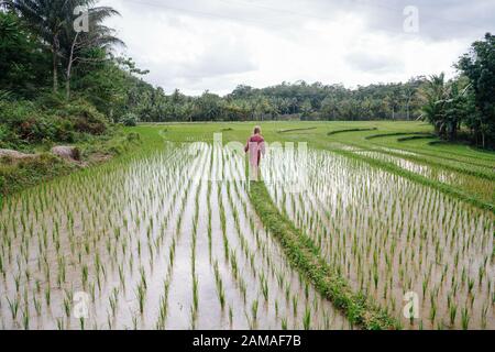 Little european girl walks by narrow passage through rice fields filled by water Stock Photo