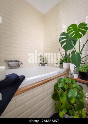 Bright bathroom with subway tiles and a large variety of green potted plants such as a pancake plant and swiss cheese plant creating a green oasis Stock Photo