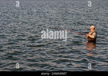 High Angle View Of A Pelican Holding A Fish In Beak Stock Photo - Alamy