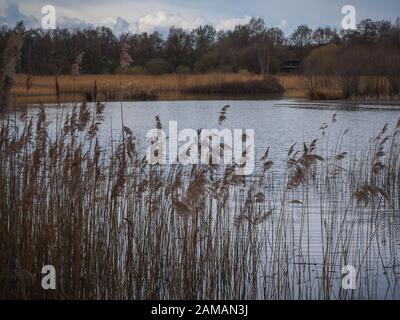 Reeds surrounding a lake at Potteric Carr Nature Reserve in Doncaster, South Yorkshire Stock Photo