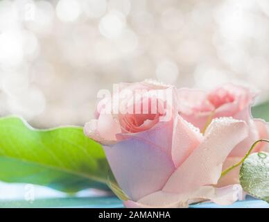 A beautiful tender pink  flower of rose covered by water drops Stock Photo