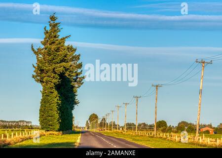 Giant hedge in need of a trim, near Ashburton, New Zealand Stock Photo