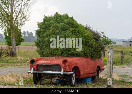 Bush growing out of an old Triumph Herald, Rabbit Island, near Nelson, New Zealand Stock Photo