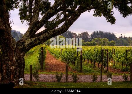 Neudorf Vineyards, Upper Moutere, Nelson, New Zealand Stock Photo