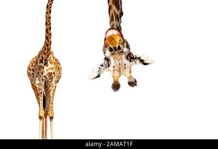 Funny cute upside down portrait of giraffe with long head on white background Stock Photo
