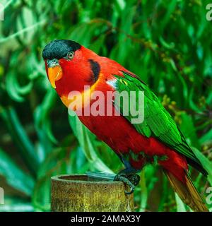 Close up picture of a Lory parrot Stock Photo