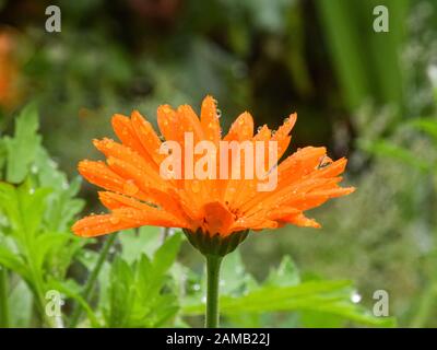 picture of plants after rain, dew drops, close-up view Stock Photo