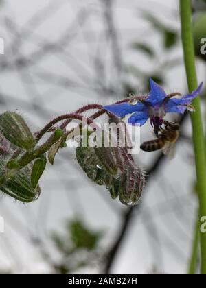 picture of plants after rain, dew drops, close-up view Stock Photo