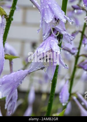 picture of plants after rain, dew drops, close-up view Stock Photo