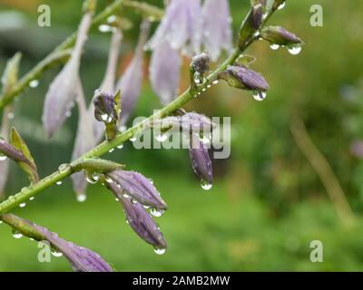 picture of plants after rain, dew drops, close-up view Stock Photo