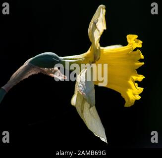 Close up of daffodil head against black background Stock Photo