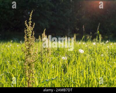 Green hay field in summer Stock Photo