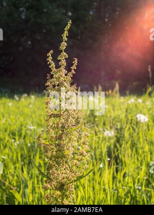 Dock plant at green hay field with backlight lens flare Stock Photo