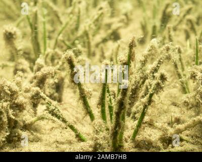 Lake quillwort water plant covered by sedimented pollen Stock Photo