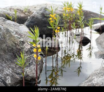Tufted loosestrife plant growing in shallow water Stock Photo