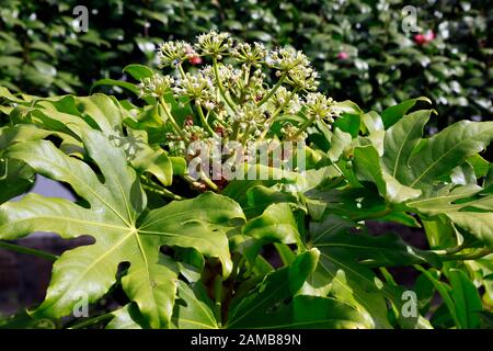 Zimmeraralie (Fatsia japonica, Syn. Aralia japonica, Aralia sieboldii) im Garten Antonio Borges Stock Photo