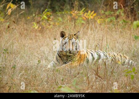 Tiger (Panthera tigris) lying in grass Stock Photo