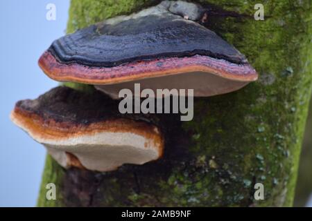 two red Band fungus in different Forms Stock Photo