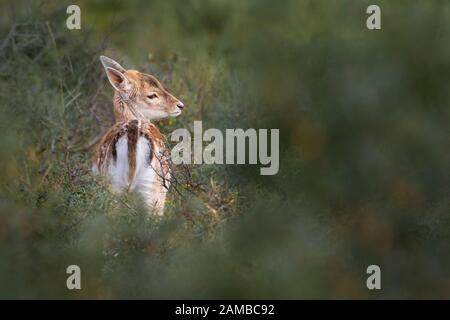 Zandvoort, Holland, Sunset on the Amsterdam Coast with a portrait of a European Fallow Deer hiding in foliage on a cold autumnal evening. Stock Photo