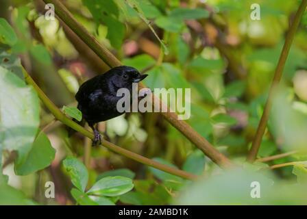 Glossy Flower-piercer - Diglossa lafresnayii, special black perching bird from western Andean slopes, Yanacocha, Ecuador. Stock Photo