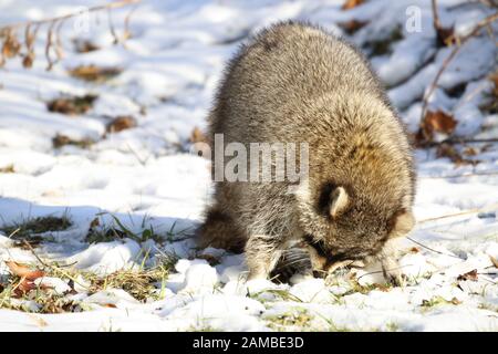Rabid Raccoon foaming at the mouth. While this particular raccoon may not be rabid, a wet sick raccoon foaming at the mouth is a sign of rabies Stock Photo