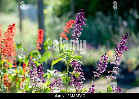 Salvia is the largest genus of plants in the mint family, Lamiaceae, with nearly 1000 species of shrubs, herbaceous perennials, and annuals. Stock Photo