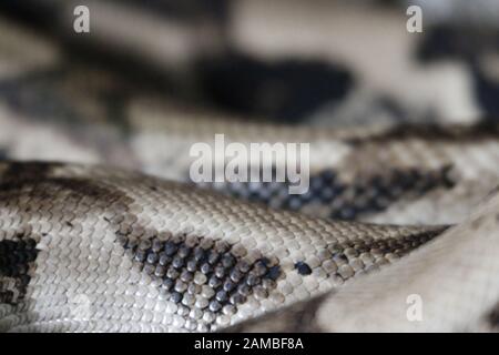 snake skin python for background Stock Photo - Alamy