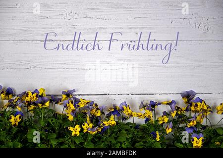 background with white wooden wall  in the lower third colored horned violets Stock Photo