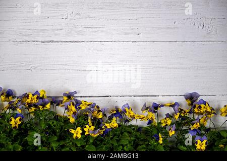 background with white wooden wall  in the lower third colored horned violets Stock Photo