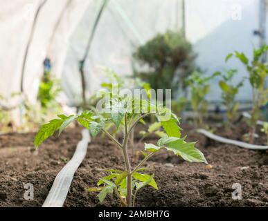 Close up photo of tomato plant cultivated in greenhouse with watering lines laid along the rows of tomatoes. Stock Photo